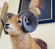 Museum of Curiosities Museum of Curiosities
